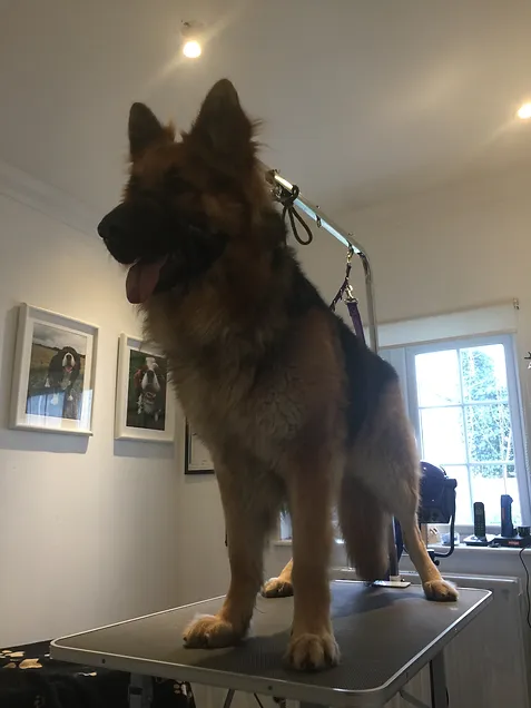 Sky, the big German Shepherd