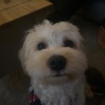 IMG 20241224 WA0005.jpg