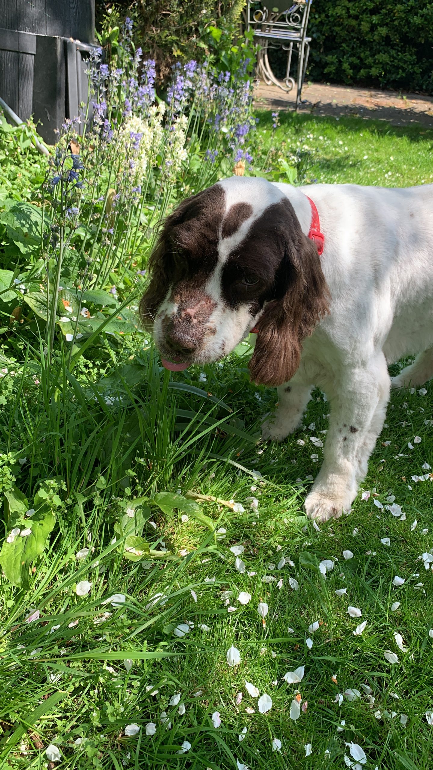 You are currently viewing Diesel