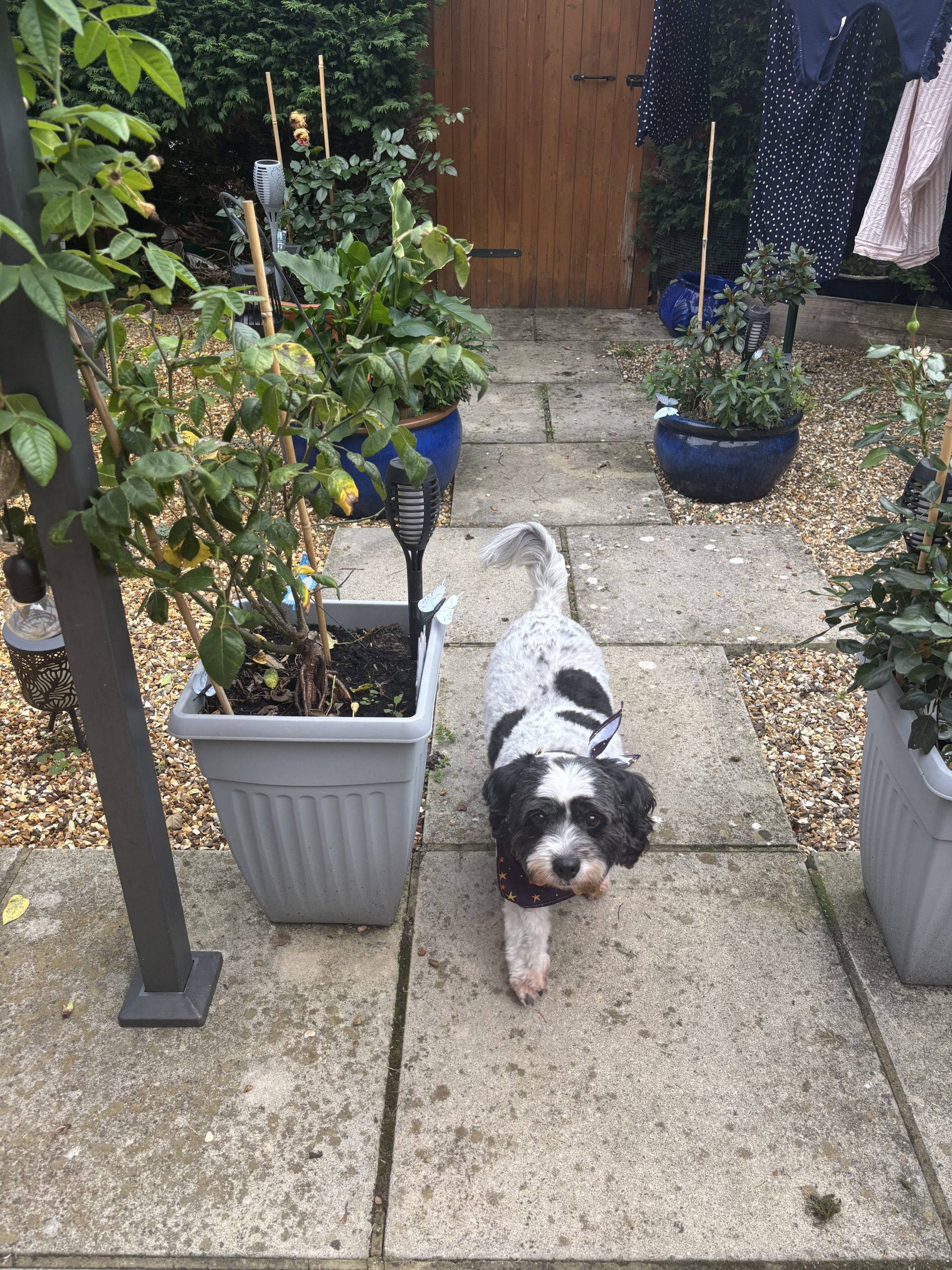 You are currently viewing Rosie