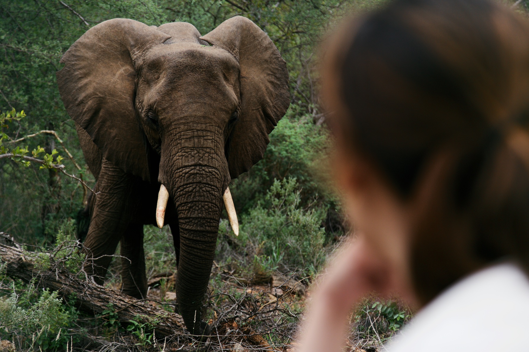 NALEDI BUSHCAMP BALULE PRIVATE GAME RESERVE