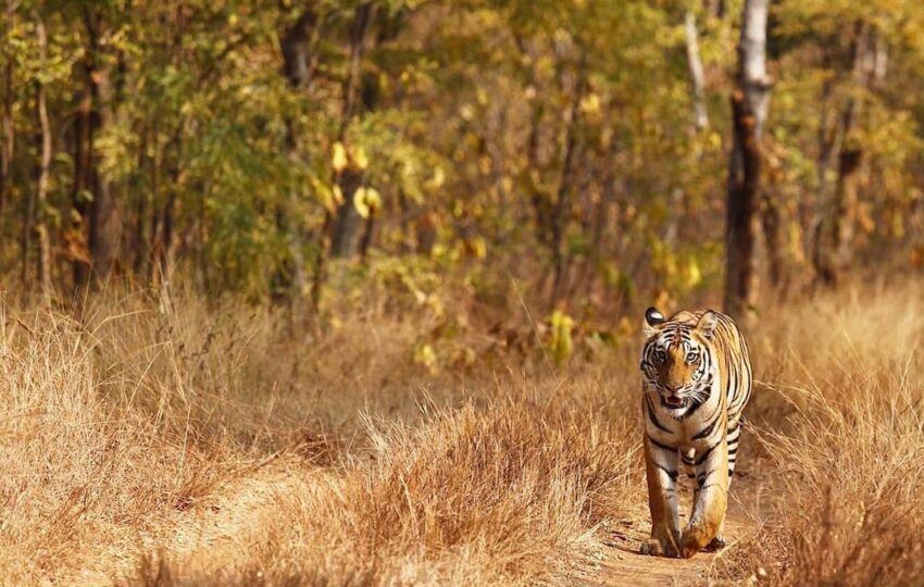 Bardiya national park tiger