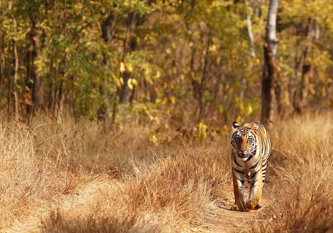 Bardiya National Park