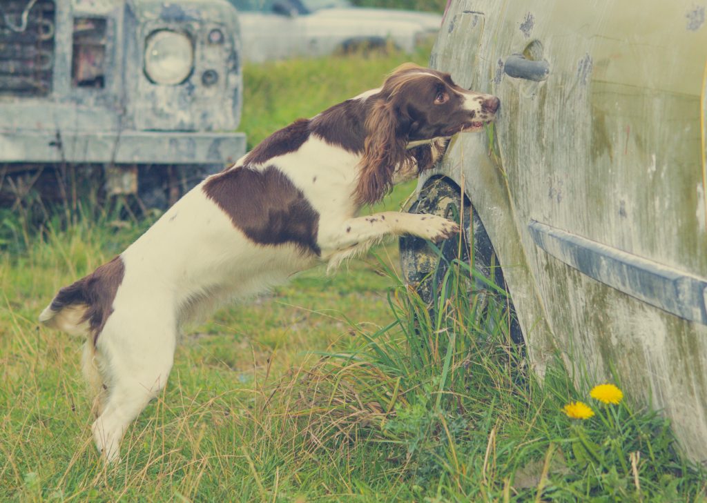 scent detection for pet dogs. give your dog a nose job. Scent detection training. benefits of scent detection training