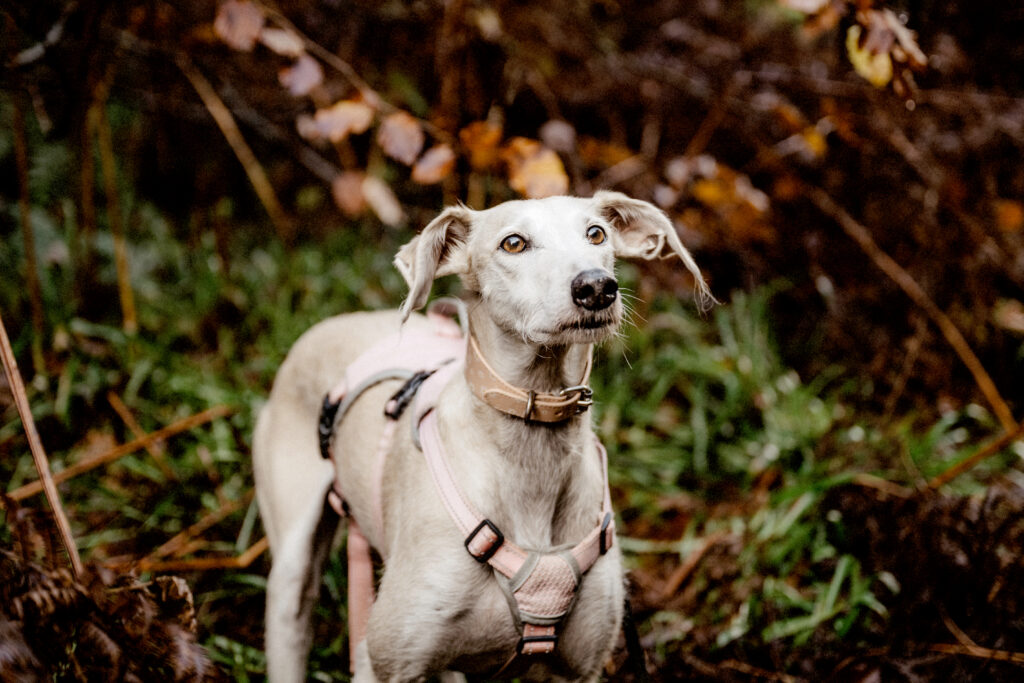 understanding your dog