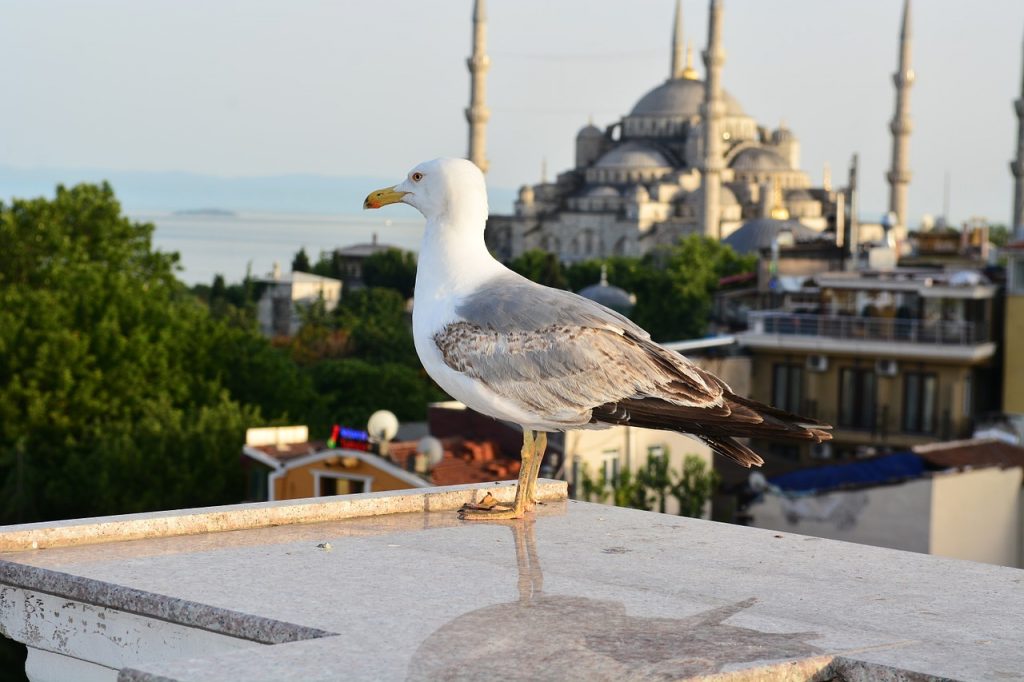 seagull, blue mosque, istanbul-990930.jpg