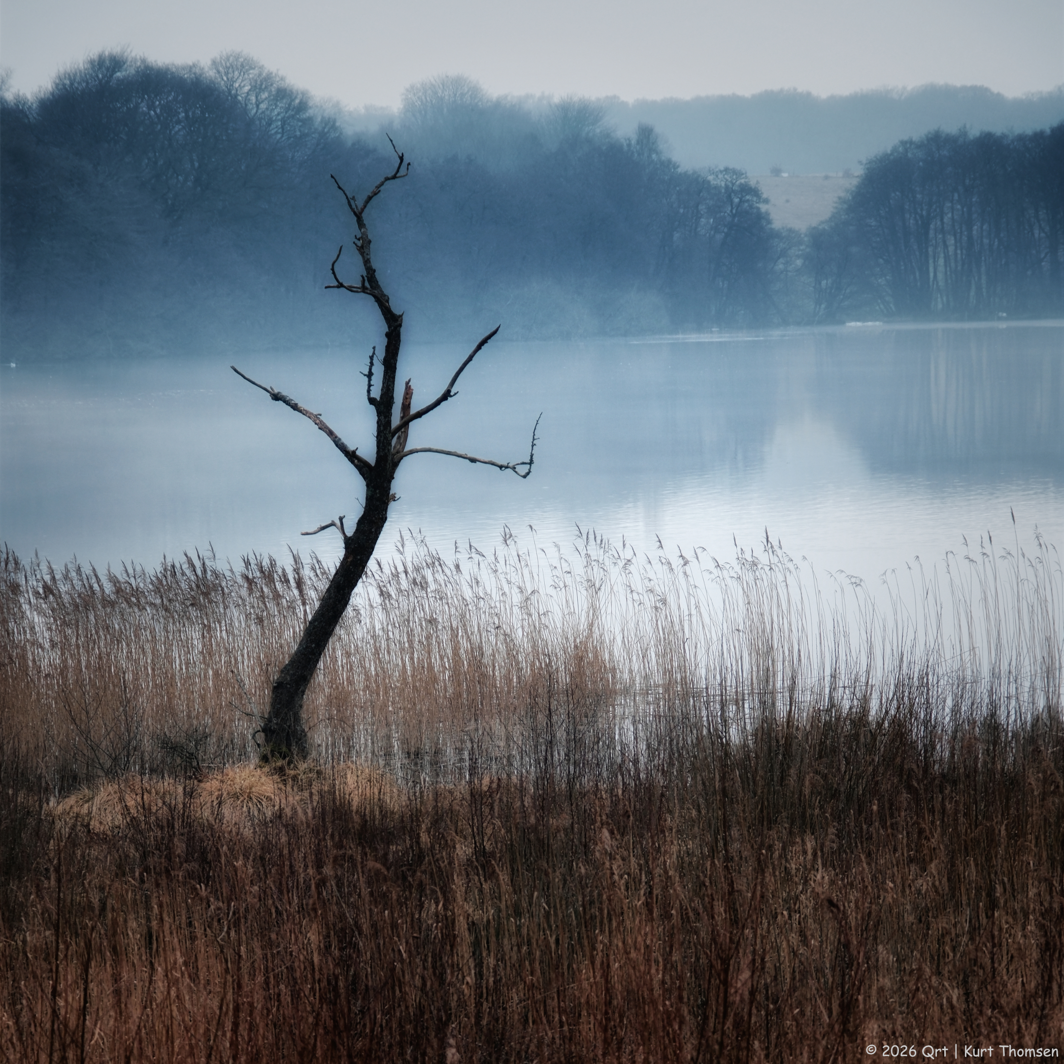 The withered tree and the lake