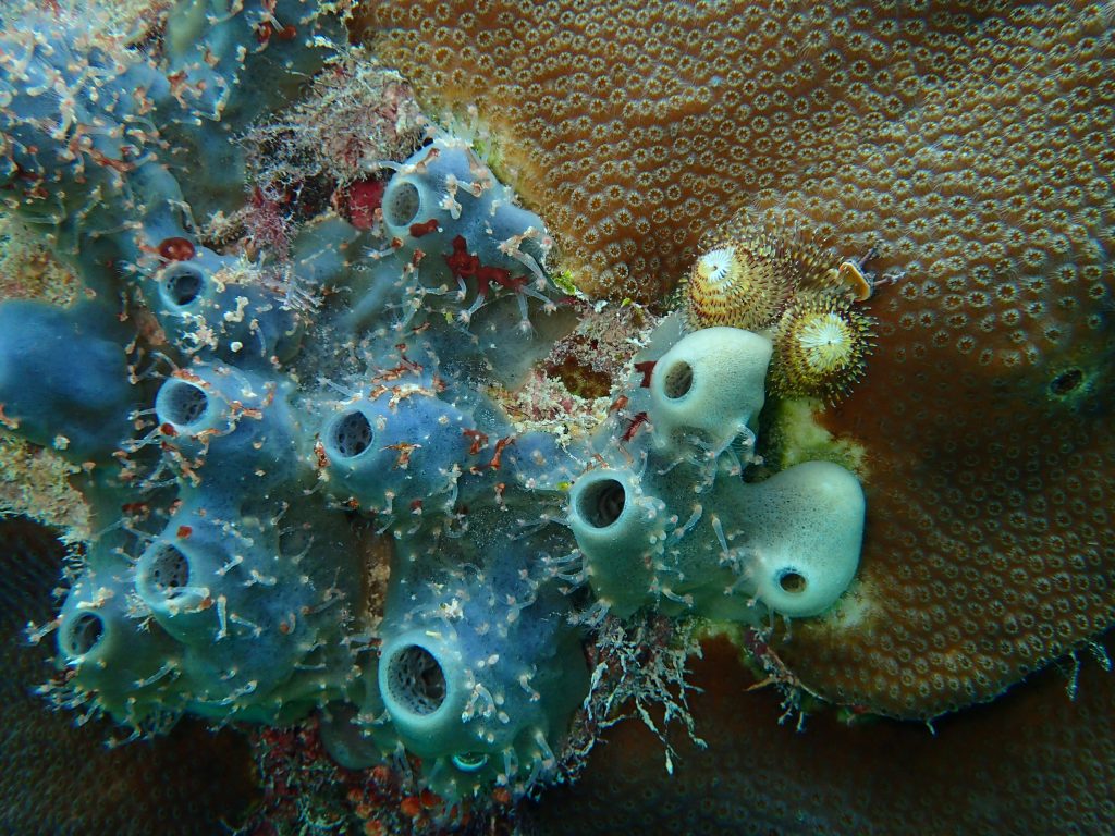 Unterwasserlandschaft mit Korallen und Weihnachtsbaumwurm