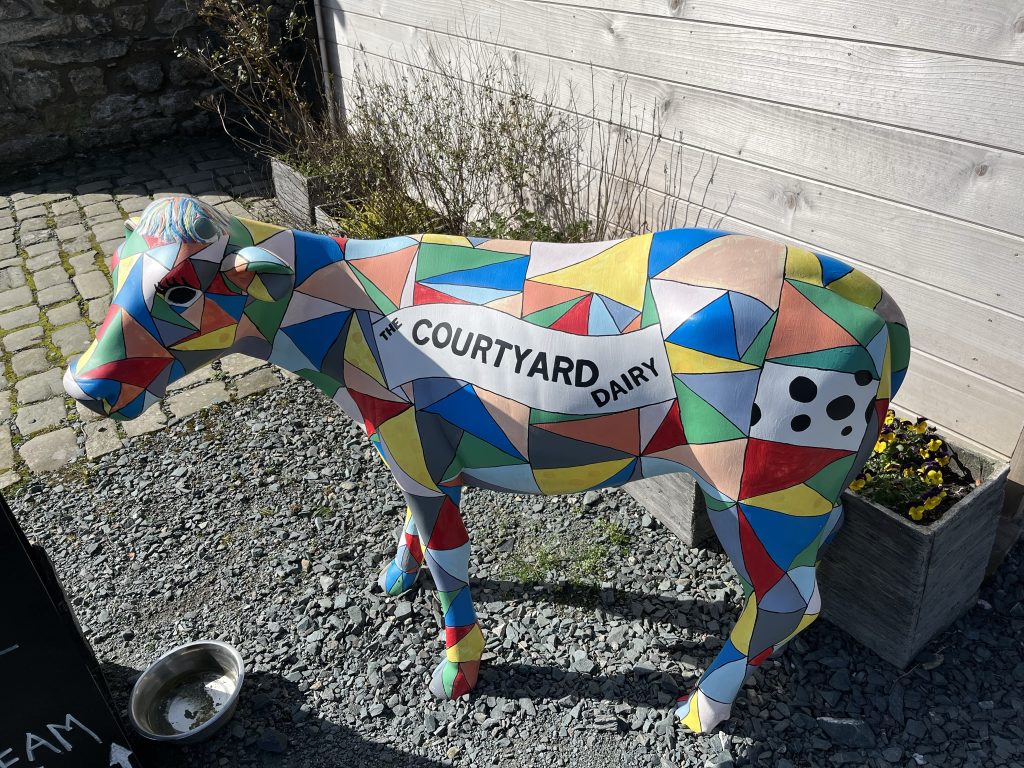 Courtyard Dairy cow
