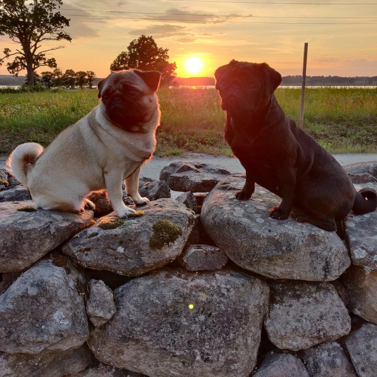 Maggan och Astrid är dräktiga