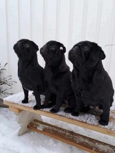 Dolores, Eva-Lotta och Maggan