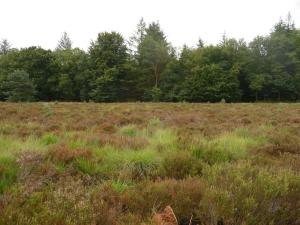 2013 Veluwe 20130807 08-27-23