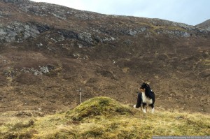 169 WestHighlandWay Woensdag 04-05-2016  nr 169