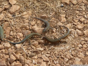 Mallorca 2017 06 04 10u25 07 (P1110283)