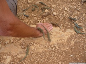 Mallorca 2017 06 04 12u17 14 (P1110319)