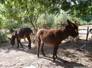 Mallorca 2017 06 06 18u12 30 (P1110388)