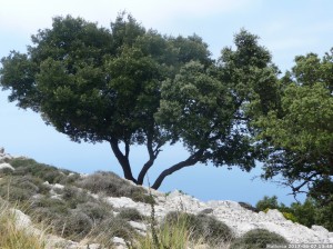 Mallorca 2017 06 07 13u48 38 (P1110427)