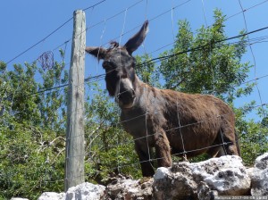 Mallorca 2017 06 08 15u43 17 (P1110478)