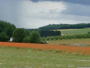 Moselsteig 20170629 1445 57 (P1110552)