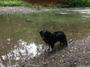 Moselsteig 20170702 1159 55 (IMG 4351)