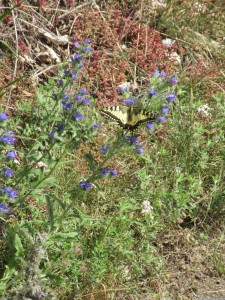 Moselsteig 20170703 1017 47 (IMG 3246)