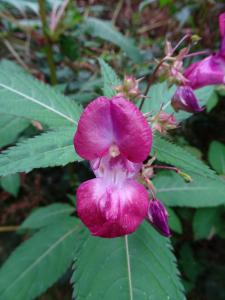 Mullerthal 20170908 12-42-22