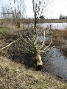 Schelde2022-03-12 12-13-16