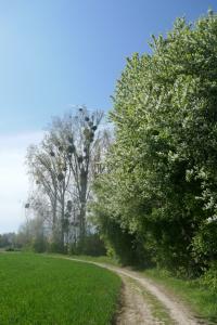 Fruitbloesems 2022-04-20 12-09-55