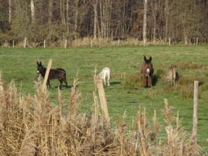 Hageland 4 2022-12-14 11-02-03