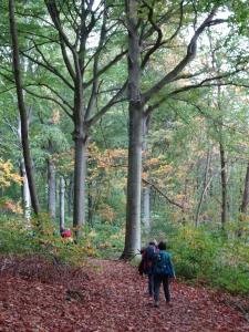 Hageland 1 2022-10-22 10-29-56