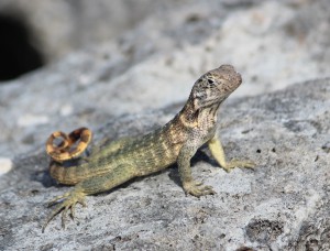 20170201 1139 Cuba IMG 2019