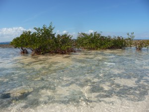 20170201 1208 Cuba P1100977 2