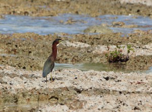 20170201 1211 Cuba IMG 2028