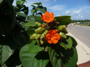 20170202 1208 Cuba P1110013 2