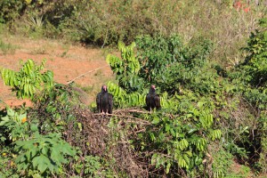 20170112 0918 Cuba IMG 0763