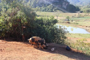 20170112 0954 Cuba IMG 0778