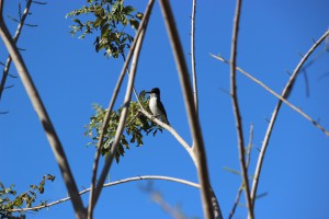 20170112 1019 Cuba IMG 0790