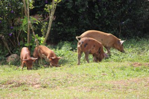 20170112 1201 Cuba IMG 0840