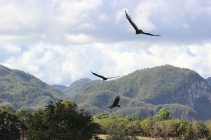 20170112 1325 Cuba IMG 0871