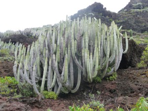 Tenerife 2015-03-29 12-06-28 P1060985