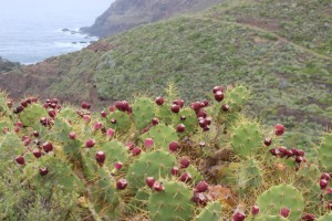 Tenerife 2015-03-29 17-34-16 IMG 8629