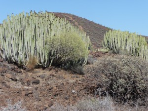 Tenerife 2015-03-30 16-10-21 P1070040