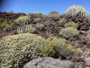 Tenerife 2015-03-31 15-40-19 IMG 1044