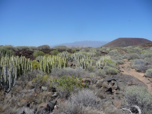 Tenerife 2015-03-31 15-49-46 P1070075