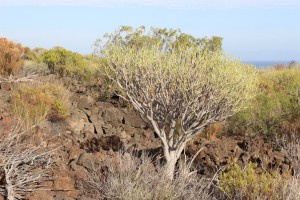 Tenerife 2015-04-02 18-51-04 IMG 8880