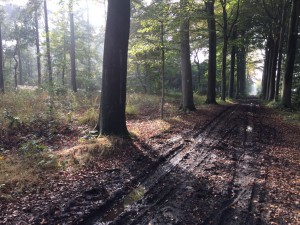 herfstwandeling10