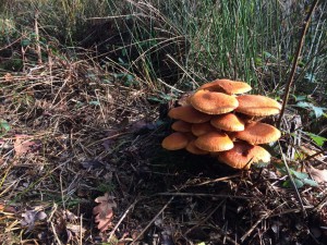 herfstwandeling13