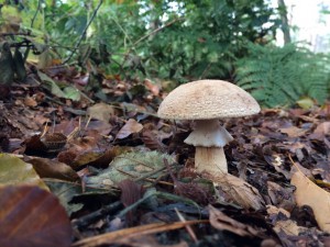 herfstwandeling15