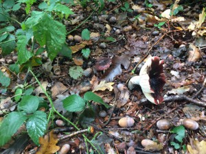 herfstwandeling1a