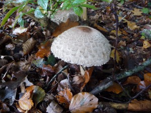 herfstwandeling21